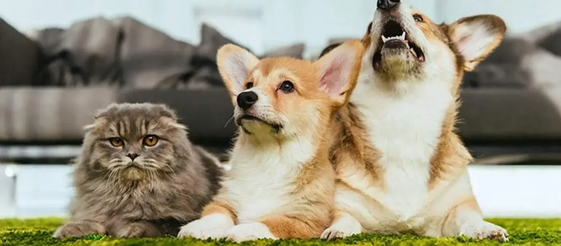 assegurança-de-mascotes